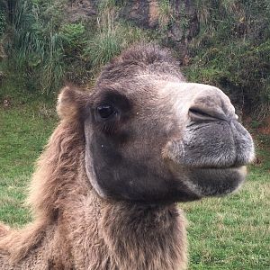 Bactrian camel-Cabarceno 2019