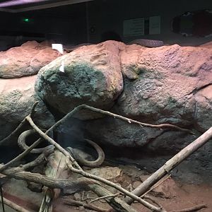 Black mamba exhibit-Cabarceno 2019