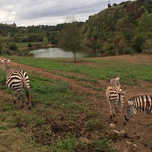 Bruchell's zebra-Cabarceno 2019