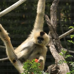 Yellow-cheeked gibbon (June 2019)