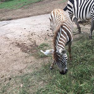 Bruchell's zebra-Cabarceno 2019