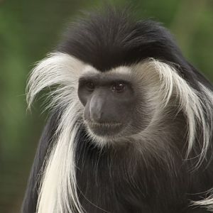 Colobus monkey (June 2019)
