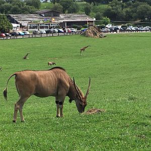 Common eland-Cabarceno (2019)