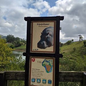 Common hippopotamus sign-Cabarceno (2019)