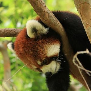Red panda (June 2019)