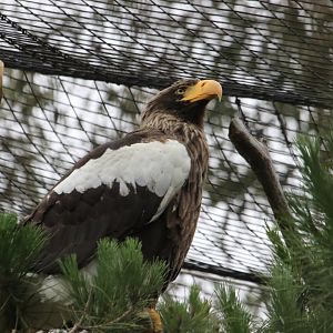 Steller's sea eagle (June 2019)