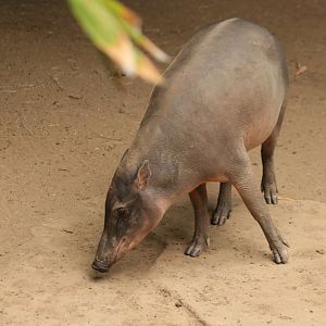 Barbirusa (June 2019)