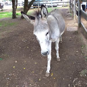 Domestic donkey-Cabarceno (2019)