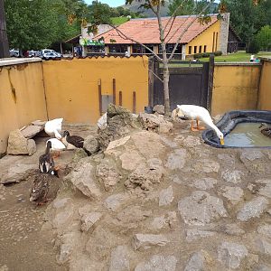 Domestic ducks-Cabarceno (2019)