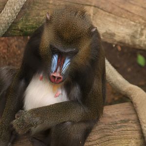 Mandrill (June 2019)