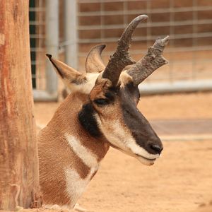 Pronghorn (June 2019)