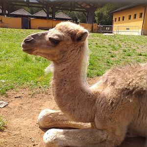 Dromedary calf-Cabarceno (2019)
