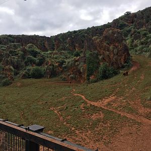 Eurasian brown bear exhibit-Cabarceno 2019
