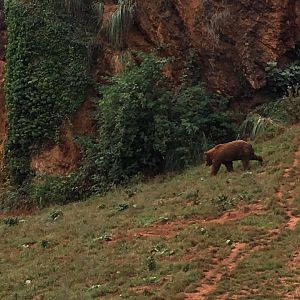 Eurasian brown bear exhibit-Cabarceno 2019