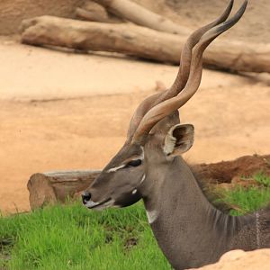 Lesser Kudu (June 2019)