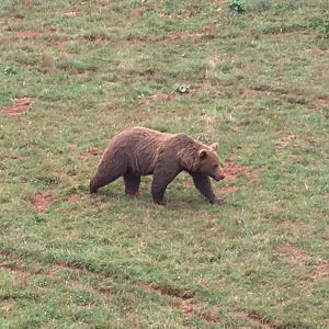 Eurasian brown bear-Cabarceno 2019