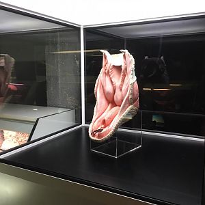 Fang display-Cabarceno (2019)