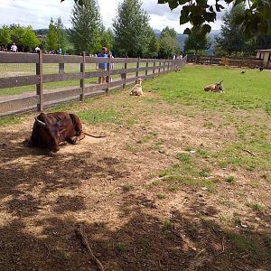 Farm paddock-Cabarceno (2019)