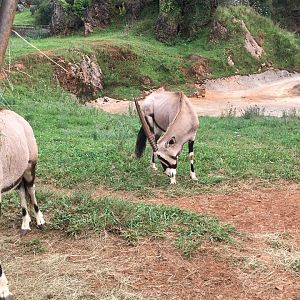 Gemsbok-Cabarceno 2019