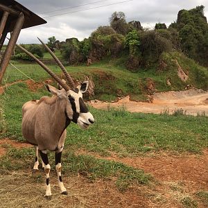 Gemsbok-Cabarceno 2019
