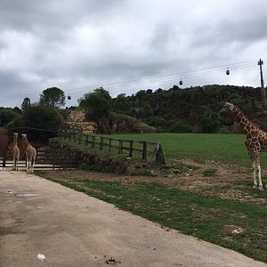 Giraffes-Cabarceno 2019