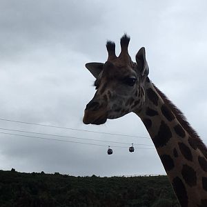 Giraffes-Cabarceno 2019