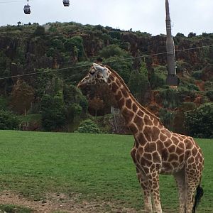 Giraffes-Cabarceno 2019