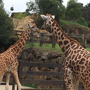 Giraffes-Cabarceno 2019