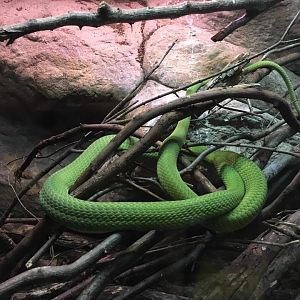 Green mamba-Cabarceno 2019