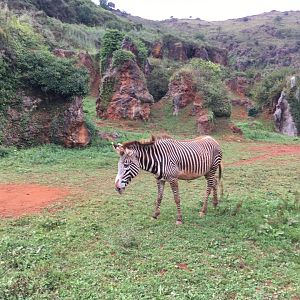 Grevy's zebra-Cabarceno 2019