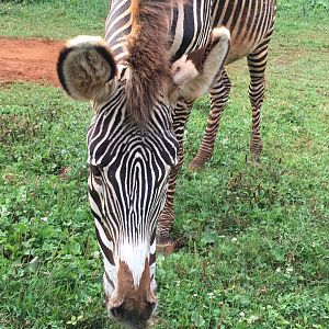 Grevy's zebra-Cabarceno 2019