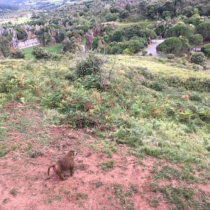 Guinean baboon exhibit-Cabarceno 2019