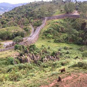 Guinean baboon exhibit-Cabarceno 2019