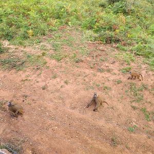 Guinean baboons-Cabarceno (2019)