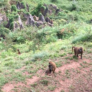 Guinean baboons-Cabarceno (2019)