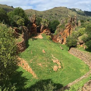 Iberian wolf exhibit-Cabarceno 2019