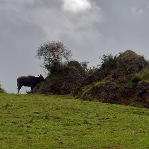 Indian gaur-Cabarceno (2019)