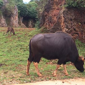 Indian gaur-Cabarceno (2019)