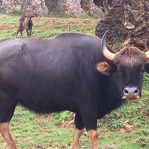 Indian gaur-Cabarceno (2019)