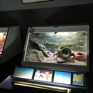 Indochinese spitting cobra terrarium-Cabarceno 2019