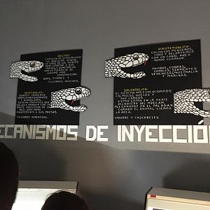 Injection mechanisms display-Cabarceno 2019