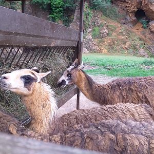 Llamas-Cabarceno (2019)