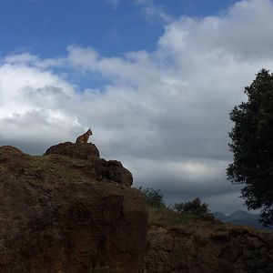 Northern lynx-Cabarceno 2019