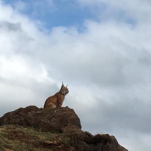 Northern lynx-Cabarceno 2019