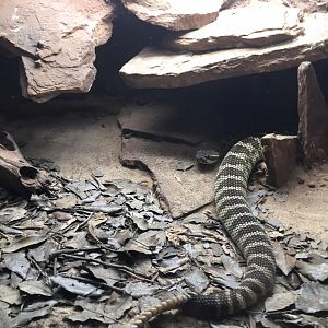 Prairie rattlesnake-Cabarceno 2019