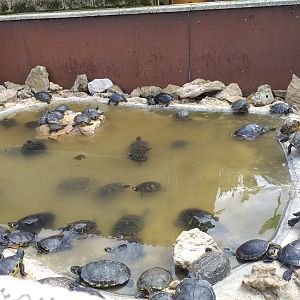 Red eared sliders-Cabarceno (2019)