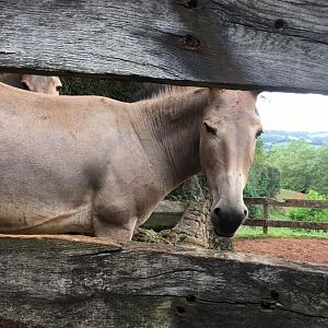 Somali wild ass-Cabarceno 2019