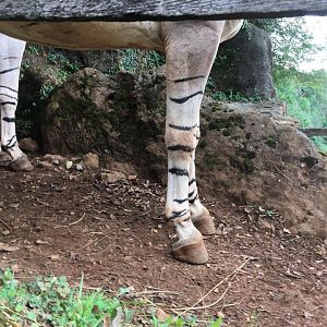 Somali wild ass-Cabarceno 2019