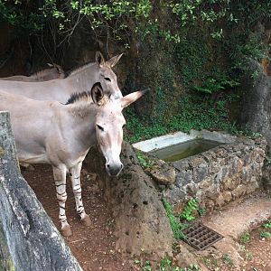 Somali wild ass-Cabarceno 2019