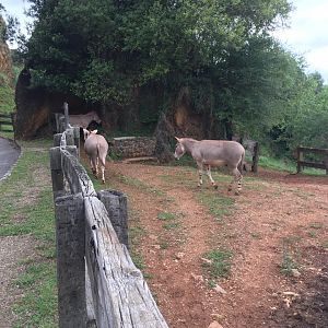 Somali wild ass-Cabarceno 2019